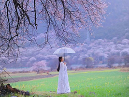 【外宾专享双花川藏】·探秘金川梨花玩赏林芝桃花11日2-6人MINI小团 送藏族金花讲解 桃花旅拍 户外天幕 酒店升级 多项深度体验+趣味玩法-